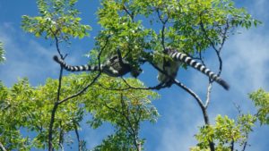 Ring-tailed lemurs, Anja park, Madagascar, Africa